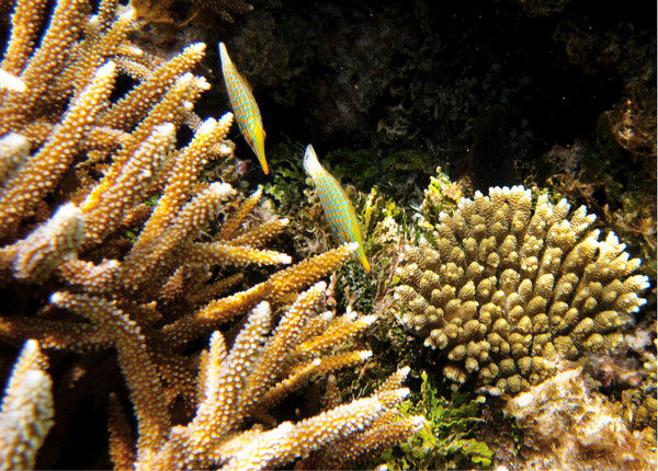 马尔代夫旅游攻略图片