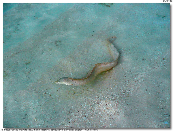 马尔代夫自助游图片