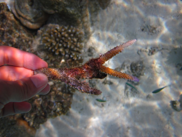 马尔代夫旅游攻略图片 马尔代夫旅游攻略图片