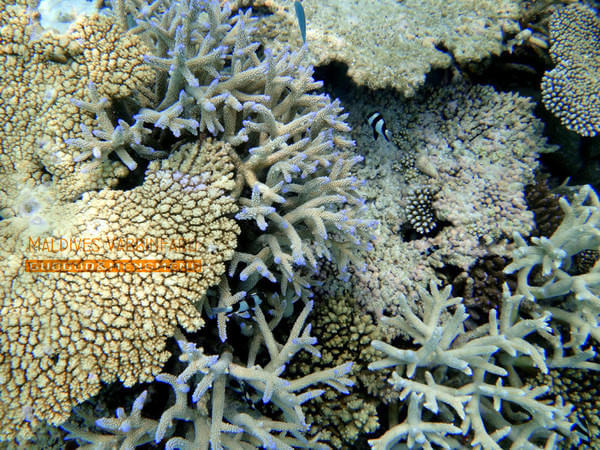 马尔代夫自助游图片 马尔代夫自助游图片