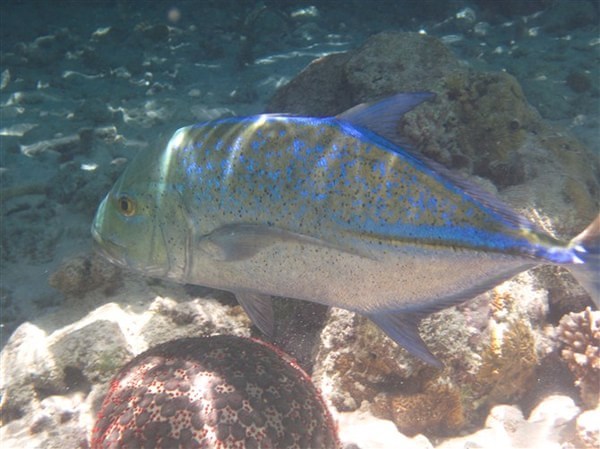 马尔代夫旅游攻略图片