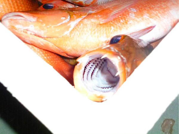 马尔代夫自助游图片