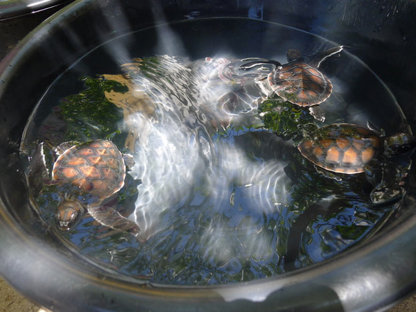 马尔代夫旅游攻略图片 马尔代夫旅游攻略图片