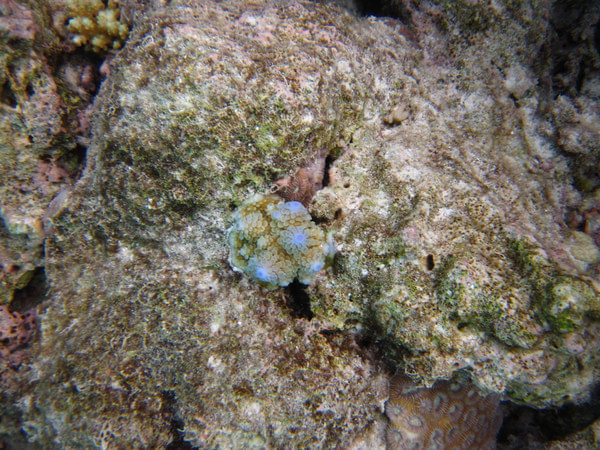 马尔代夫自助游图片 马尔代夫自助游图片