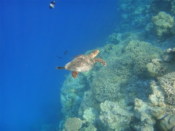 马尔代夫旅游攻略图片