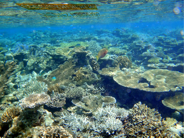 马尔代夫旅游攻略图片 马尔代夫旅游攻略图片