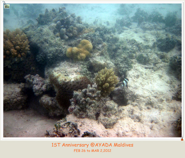 阿雅达岛自助游图片