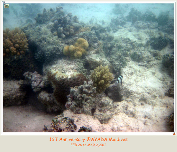 马尔代夫自助游图片