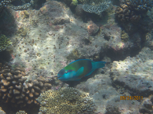 马尔代夫旅游攻略图片