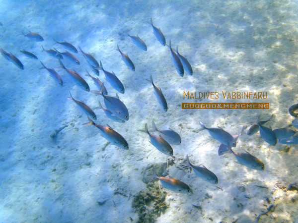 马尔代夫旅游攻略图片 马尔代夫旅游攻略图片