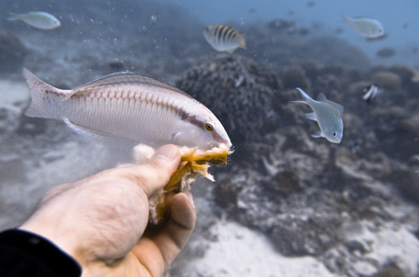 马尔代夫自助游图片