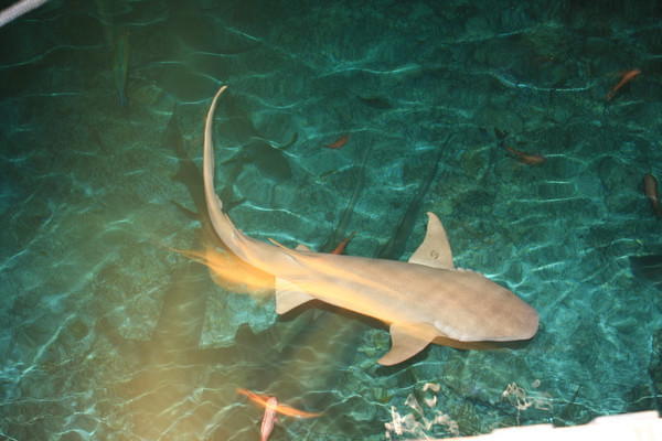 马尔代夫旅游攻略图片 马尔代夫旅游攻略图片