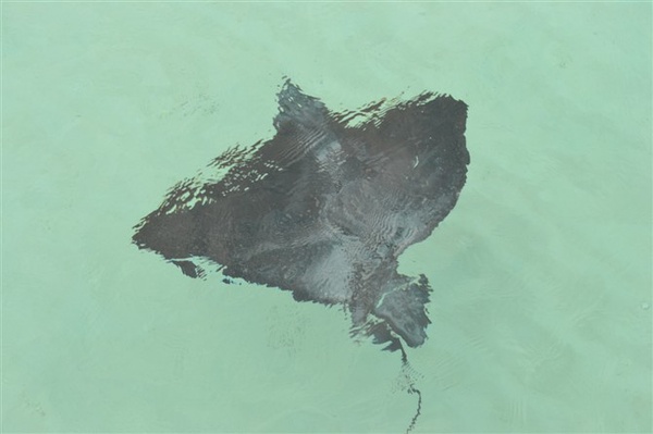 别惹火了它，据说尾巴可是带电的~不信可以试试~