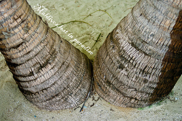 马尔代夫自助游图片