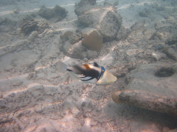 马尔代夫自助游图片 马尔代夫自助游图片