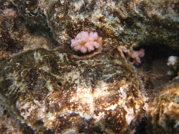 马尔代夫自助游图片 马尔代夫自助游图片