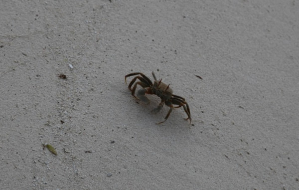 马尔代夫景点图片