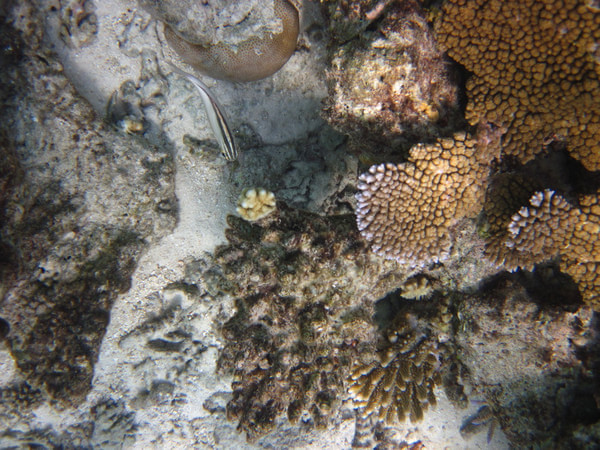 马尔代夫旅游攻略图片 马尔代夫旅游攻略图片