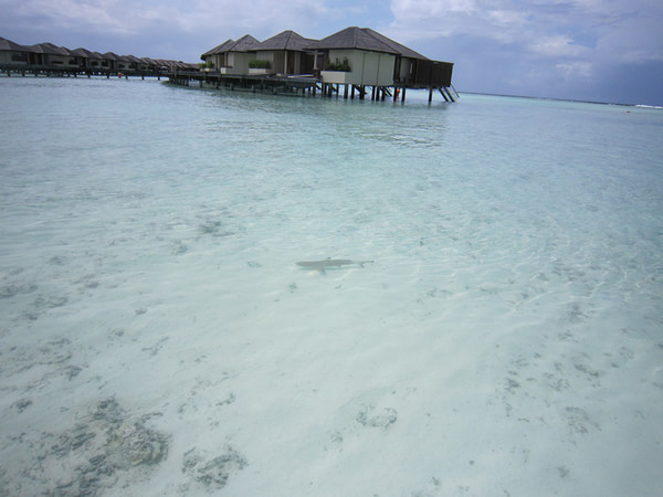 马尔代夫自助游图片