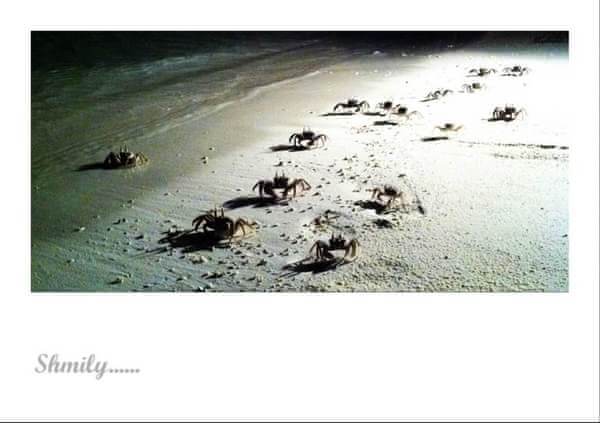 马尔代夫自助游图片