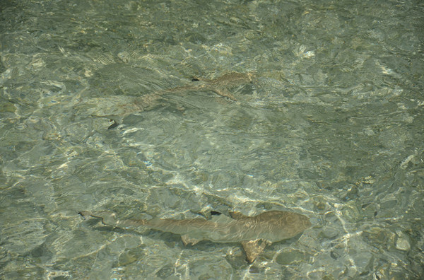 马尔代夫景点图片