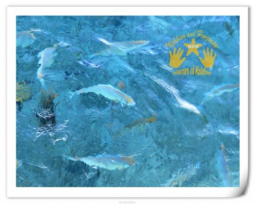 马尔代夫图片 马尔代夫图片