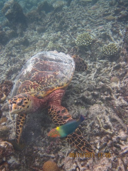 马尔代夫景点图片