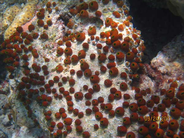 马尔代夫自助游图片