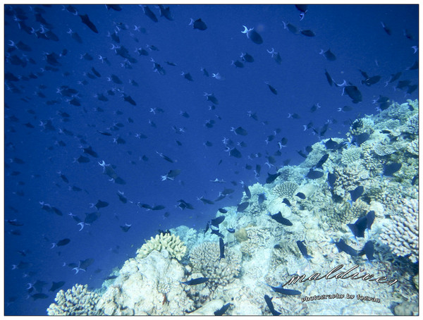 马尔代夫景点图片