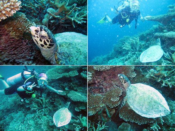 马尔代夫景点图片