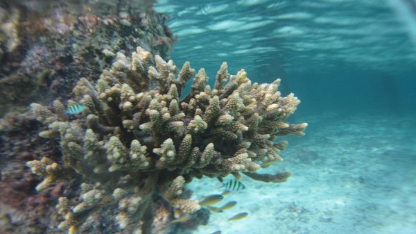 马尔代夫景点图片