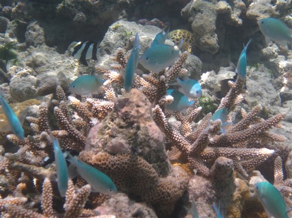 马尔代夫景点图片