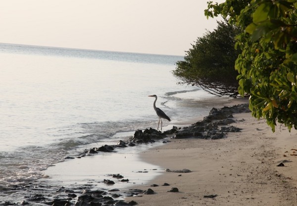 马尔代夫旅游攻略图片