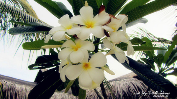 迪拜自助游图片 迪拜自助游图片