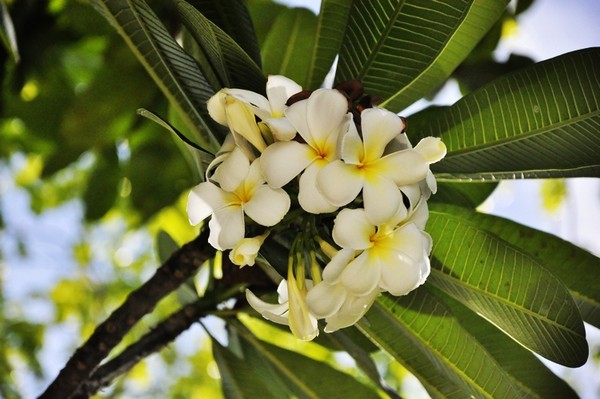 马尔代夫景点图片