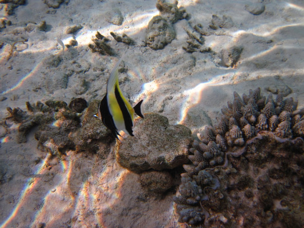 马尔代夫自助游图片 马尔代夫自助游图片