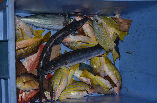 马尔代夫自助游图片