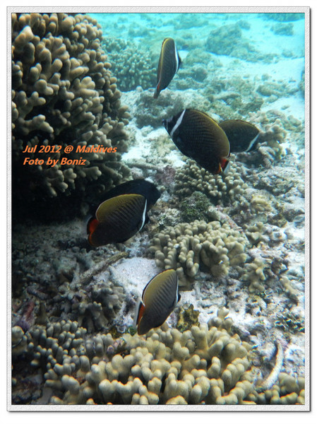 卡努呼拉岛自助游图片 卡努呼拉岛自助游图片