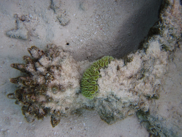 马尔代夫自助游图片 马尔代夫自助游图片