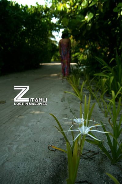 马尔代夫自助游图片