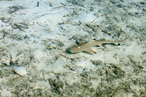 马尔代夫旅游攻略图片