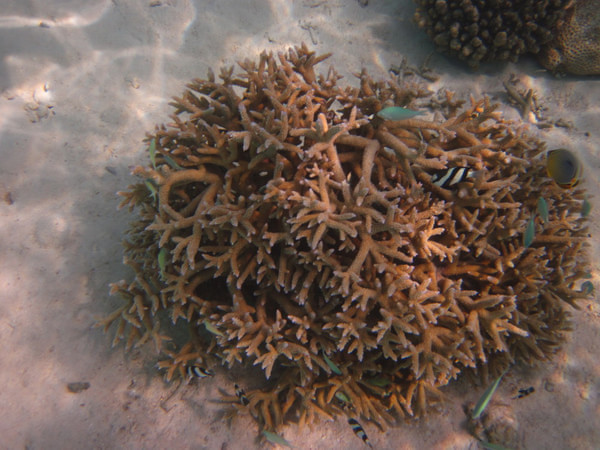 马尔代夫自助游图片 马尔代夫自助游图片