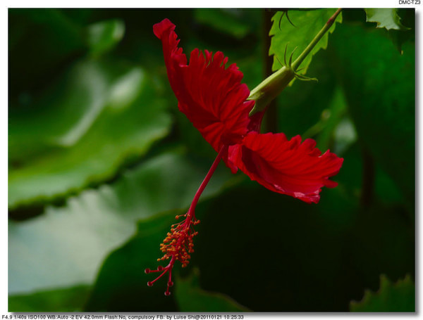 马尔代夫旅游攻略图片