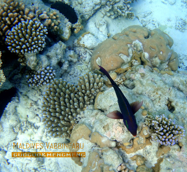 马尔代夫旅游攻略图片 马尔代夫旅游攻略图片