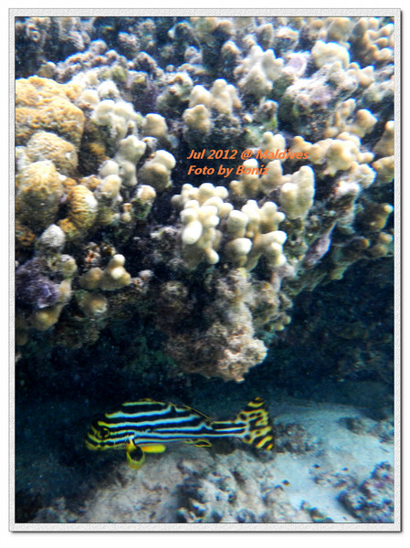 卡努呼拉岛旅游攻略图片 卡努呼拉岛旅游攻略图片