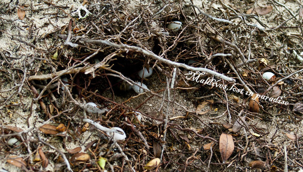 马尔代夫旅游攻略图片