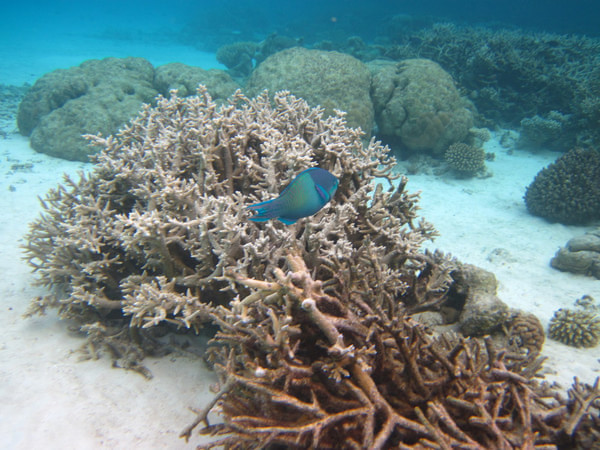 马尔代夫景点图片 马尔代夫景点图片