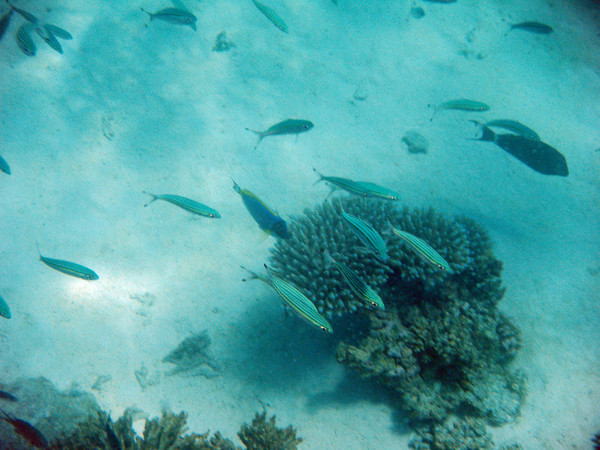 马尔代夫景点图片