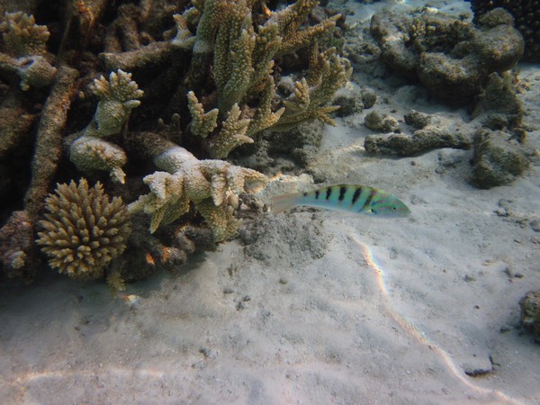 马尔代夫自助游图片 马尔代夫自助游图片