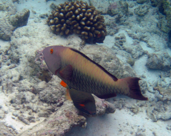马尔代夫景点图片 马尔代夫景点图片